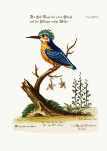 The Crested Kingfisher, 1749-73